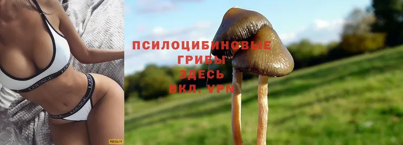 Галлюциногенные грибы Psilocybine cubensis  как найти наркотики  Новоаннинский 